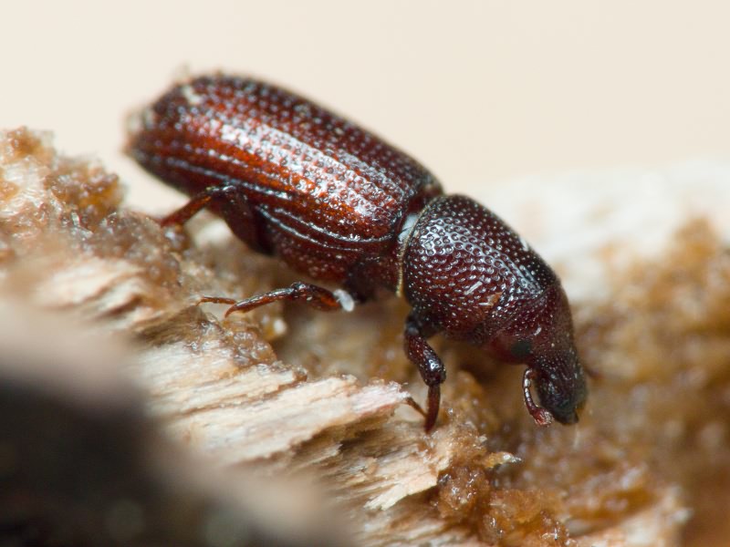 Hexarthrum exiguum (Boheman, 1838)